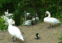 Swan Stop