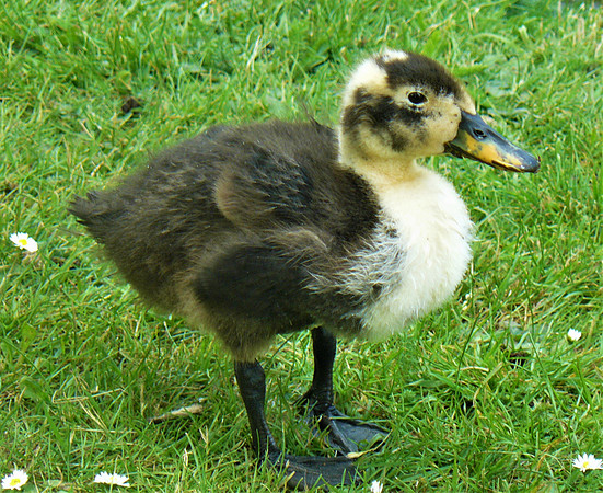 Fluffy Duckling