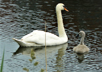 Swan & Cygnet