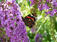 Admiral Butterfly