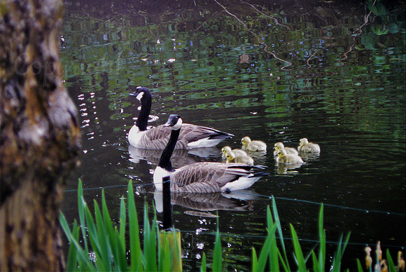 Canadian Geese Family