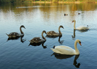 Swan Family