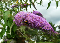 Bumblebee on Buddleia