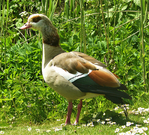 The Posing Goose