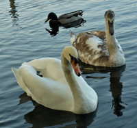 Swan With Cygnet