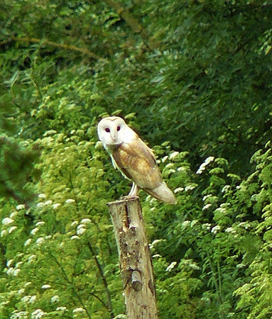 Barn Owl