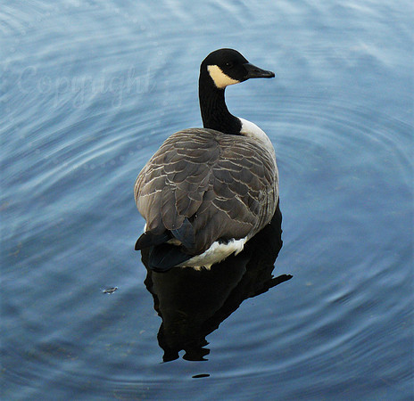 Canadian Goose