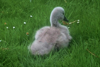 The Cygnet