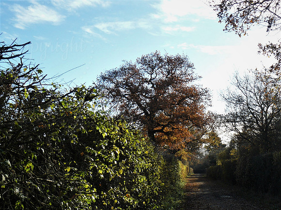 A Country Lane