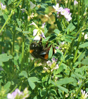 Bumblebee