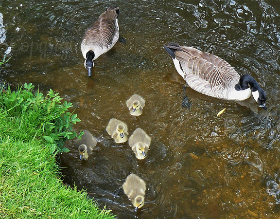 Canadian Geese Family