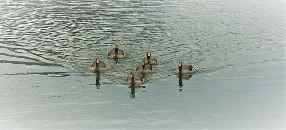 Greylag Geese