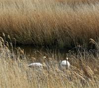 The Two Swans