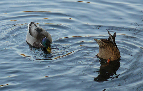 Duck Dive