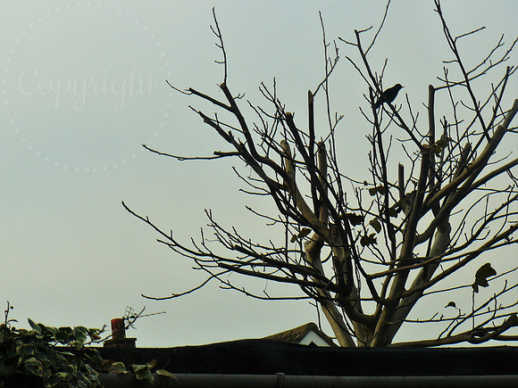 Blackbird Calling
