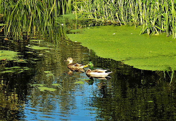 Delightful Ducks