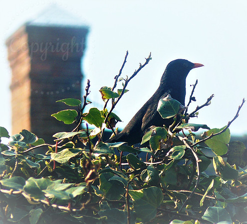 Blackbird View