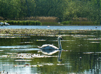 The Solo Cygnet