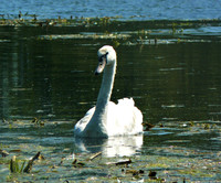 The Curious Cygnet