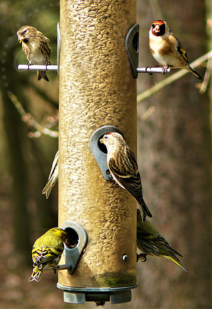 Bird Banquet