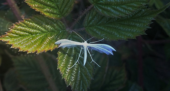 A White Plume Moth