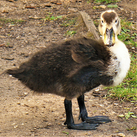 Delightful Duckling