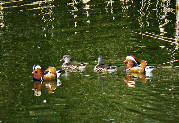 Mandarin Mates