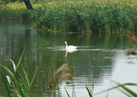 Swan on the River Lark