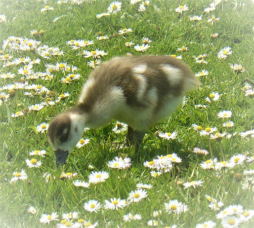 Gorgeous Gosling