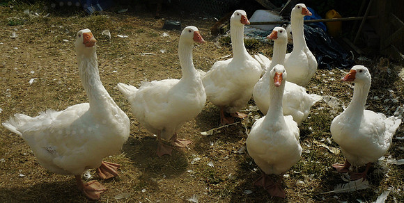 Gaggle Of Geese