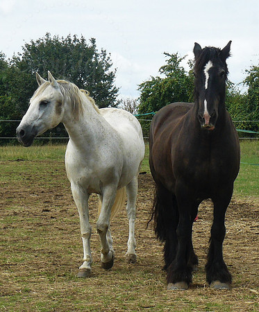 White & Brown Horses