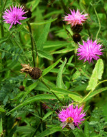 Bee On A Thistle