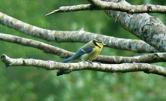 Blue Tit Fledgling