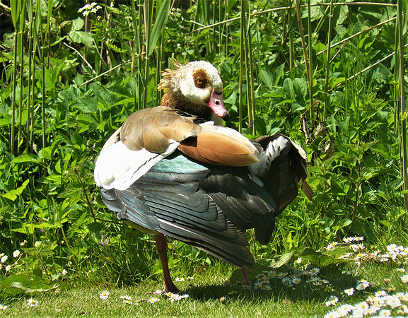 The Ruffled Goose