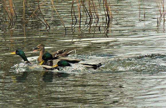 Duck Dispute