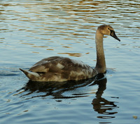 Mute Swan Cygnet