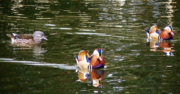Mandarin Ducks