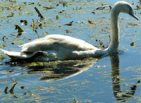 The Curious Cygnet